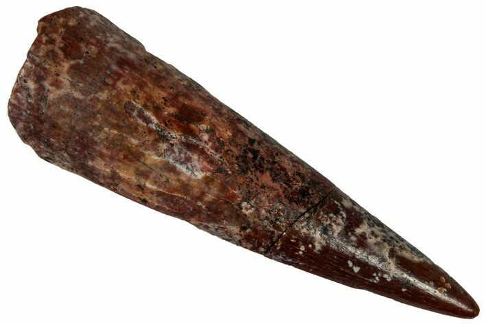 Fossil Pterosaur (Siroccopteryx) Tooth - Morocco #299795